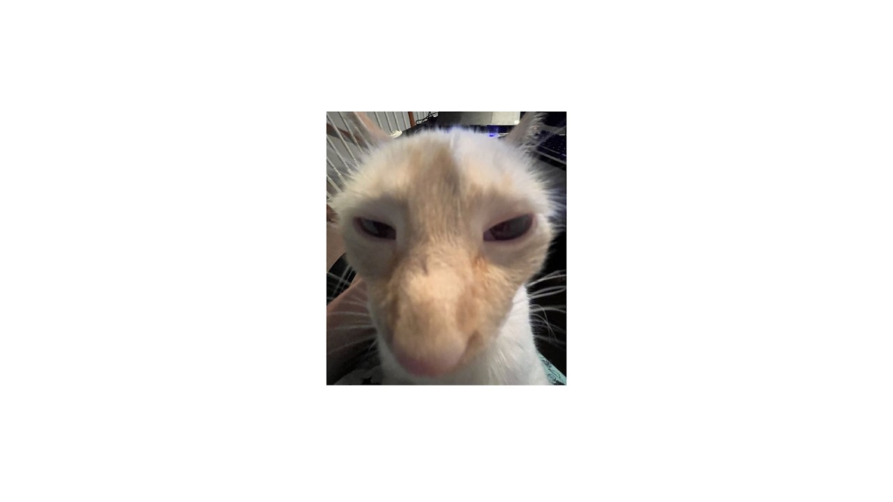 Gato Random 11