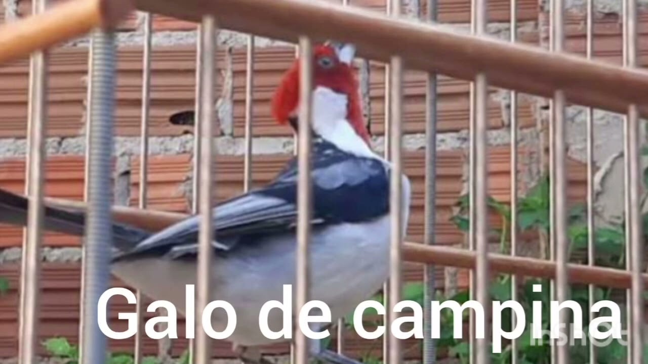 Galo de Campina está ruim como deixar ele Bom e cantando muito