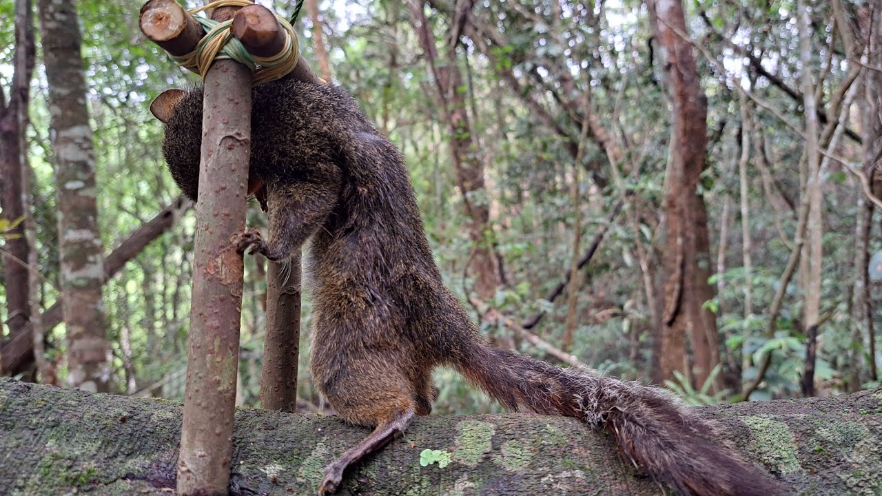 Create eye-catching traps to catch squirrels in the forest