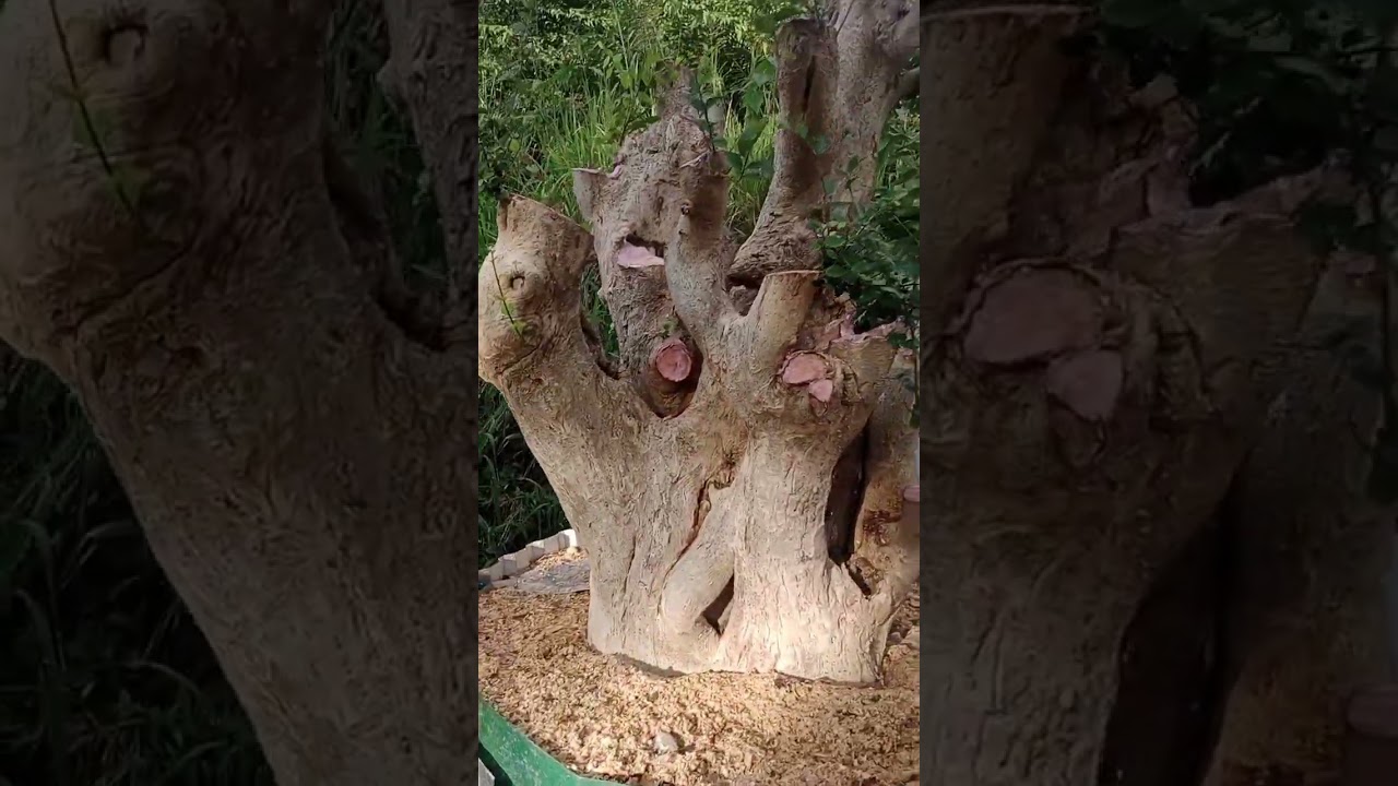 Cụ duối nu siêu lùn lực chia sẽ ae xem vui