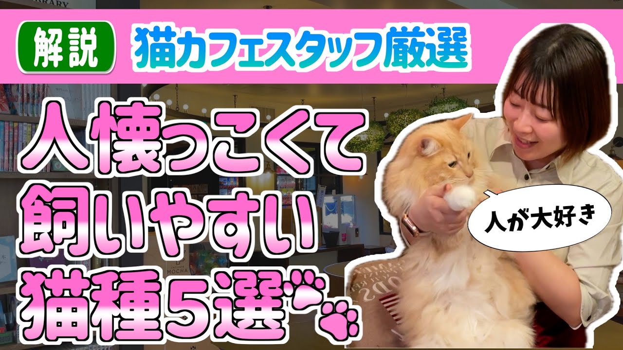 猫カフェベテランスタッフが教える飼いやすい猫種5選