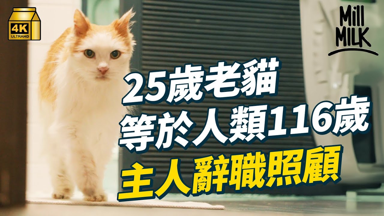 #MM｜25歲老貓等於人類116歲 曾被寵物店棄養患貓瘟、皮膚病險死 灣仔藍屋明星貓 伴主人度過母親離世 前後領養9隻貓 全職轉Freelance後16年暫託過百隻流浪貓尋家｜#700萬種生活 #4K