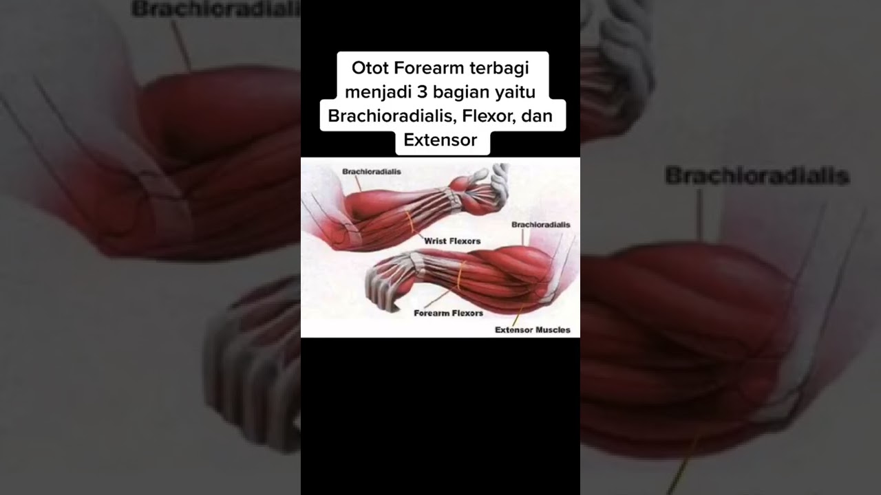 melatih otot lengan