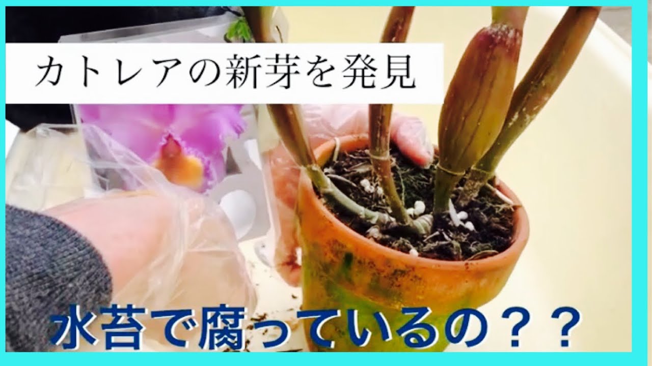 カトレアの新芽が水苔でダメなるっているかも？？