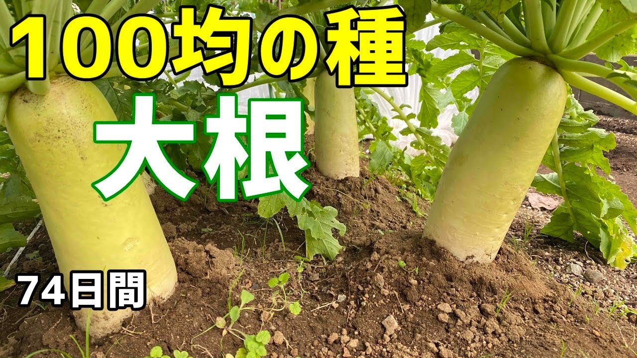 100均(ダイソー)の種から大根を育てる！(大根の育て方) /  How to grow japanese radish