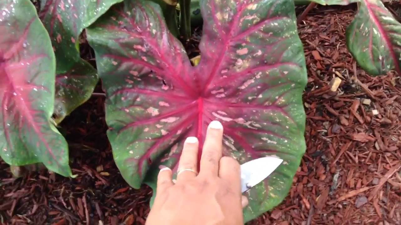 Pruning giant Tea cups, Alocasia & Colocasia Elephant ear plants