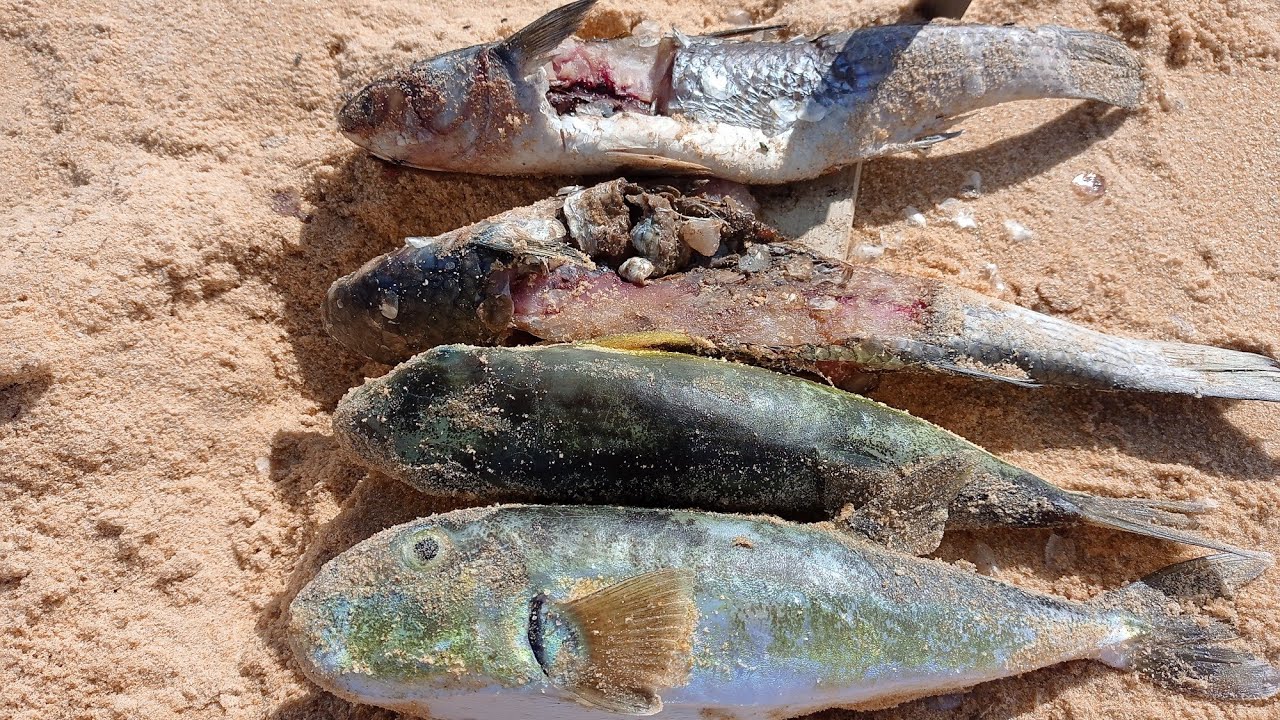 Pescaria na praia do riacho os cortador De linha est&aacute; encostando👍🔥🎣