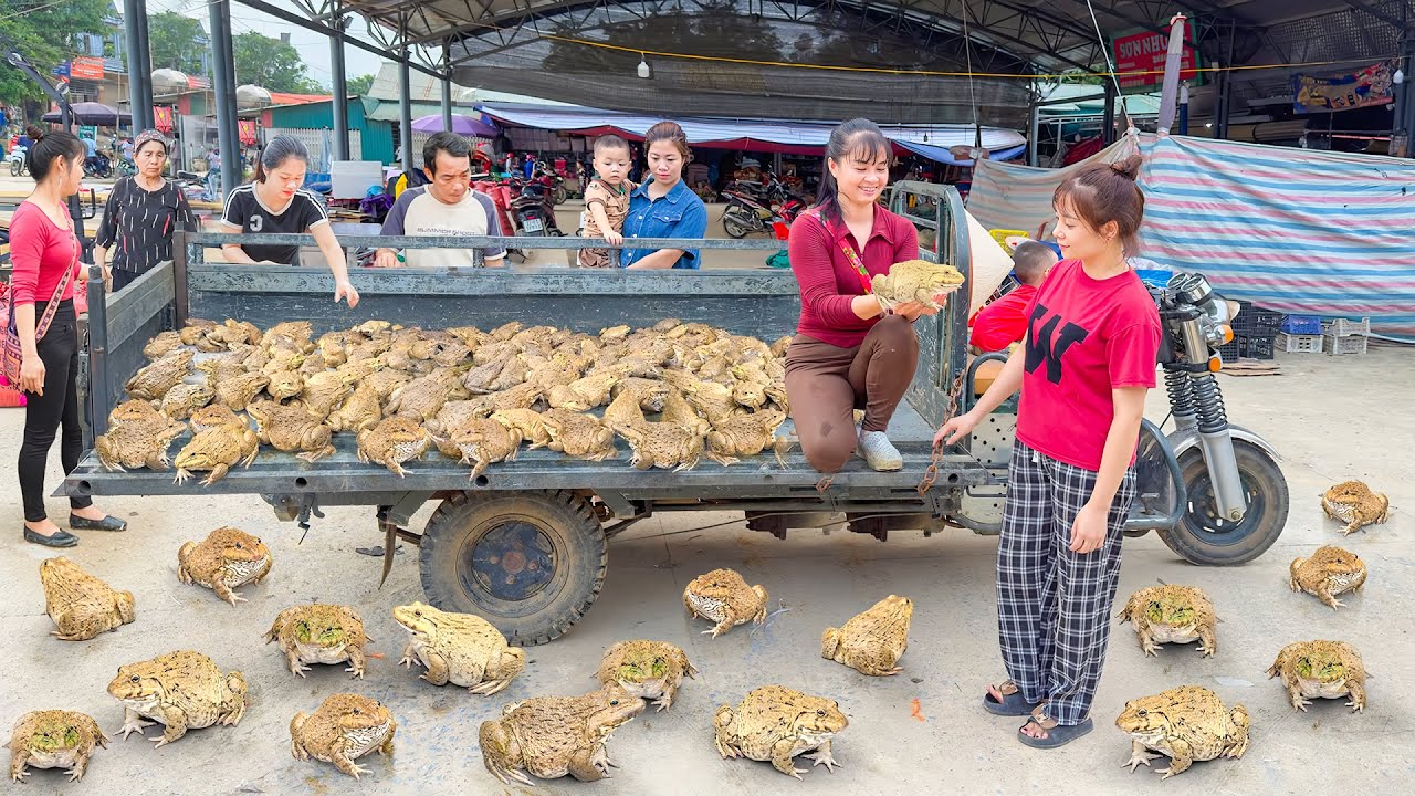 Buy A Lots Of Big Frog, Use 3-Wheeled Truck Transport Many Frogs Goes To Market Sell