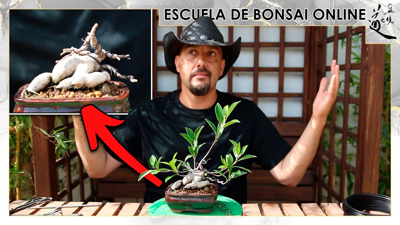 Creando MINI BONSAI de 9.90€ - Ficus Ginseng junio 2025