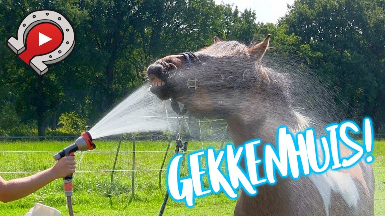 YT week 2017 dag 3: Buitenrit, wandelen, poolparty & gekke opdracht! | felinehoi