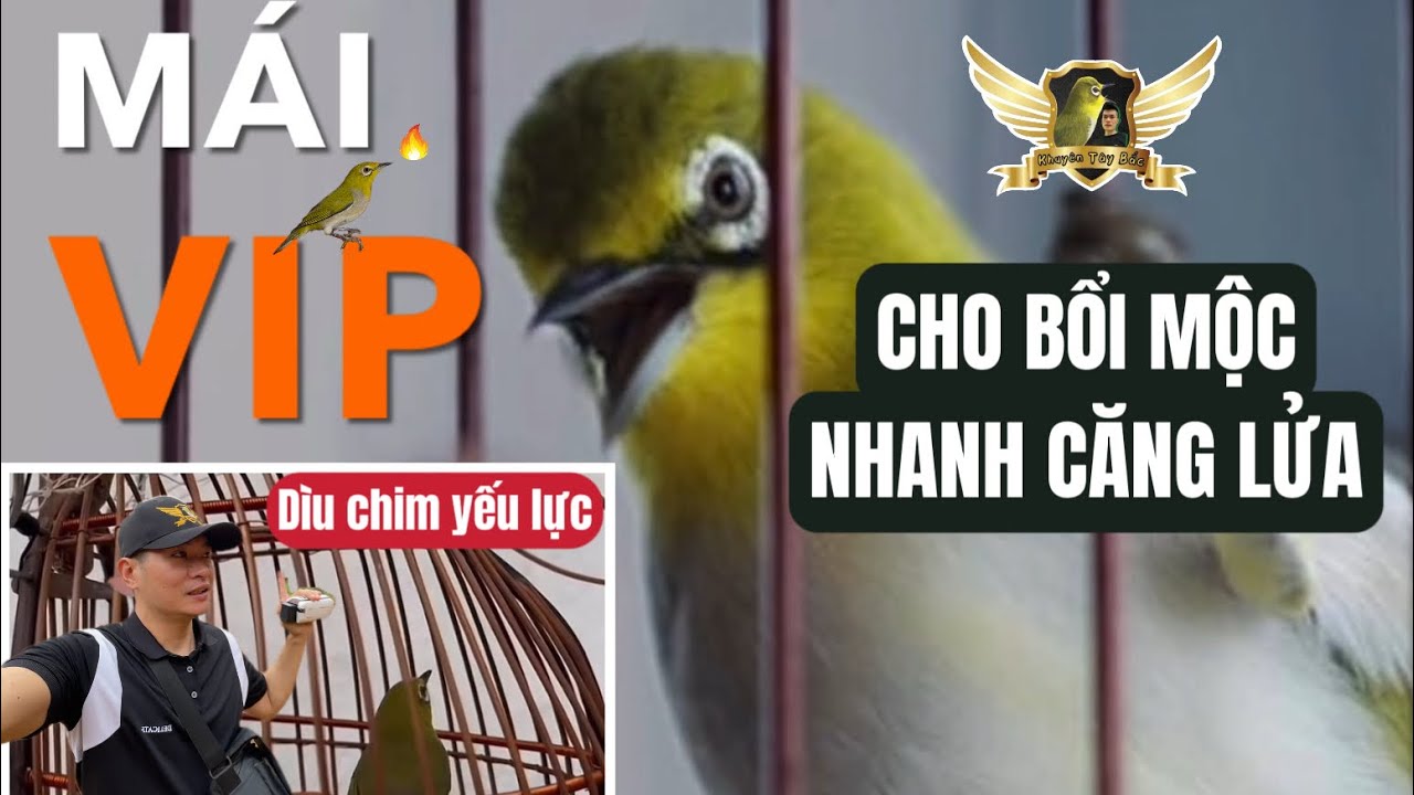 KHUYÊN MÁI tơ THÚC LỬA MỖI NGÀY - FILE THI ĐẤU VÀ DÌU LỬA CHIM YẾU + BỔI MỘC | KTB