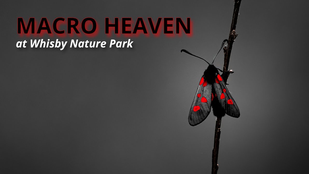Macro Heaven at Whisby Nature Park