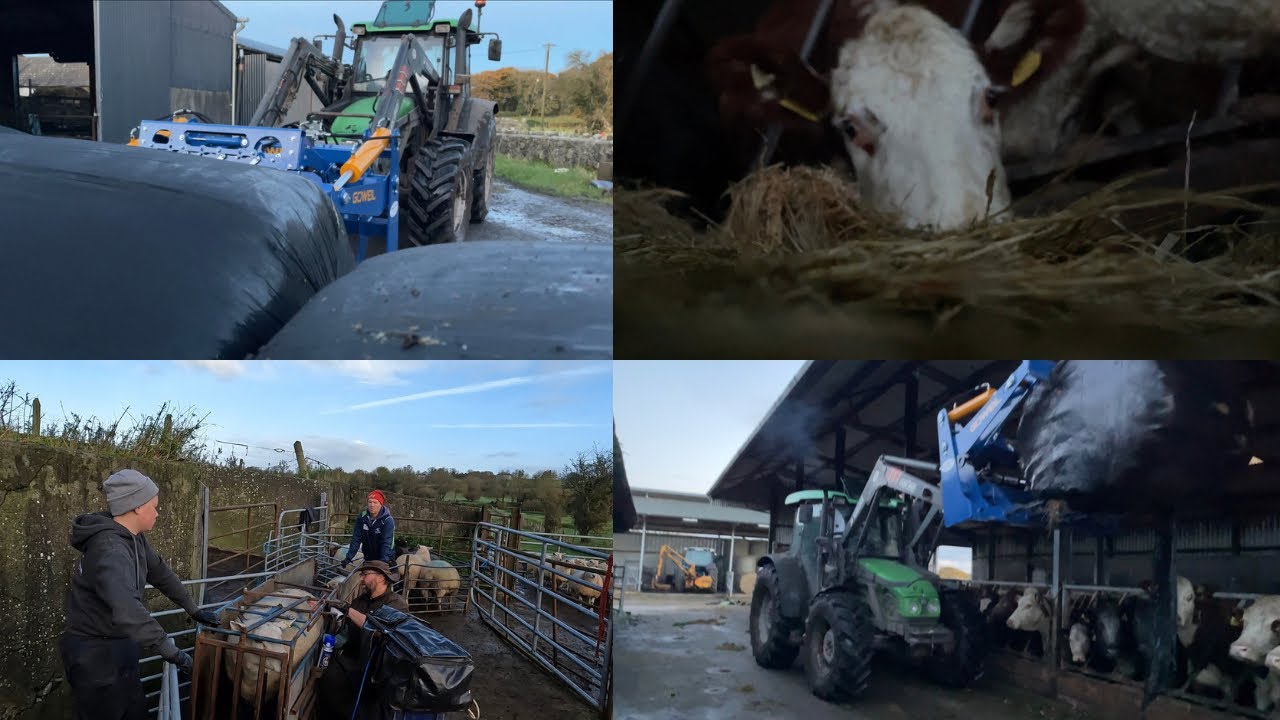 Goweil bale shears and scanning ewes in co. Galway