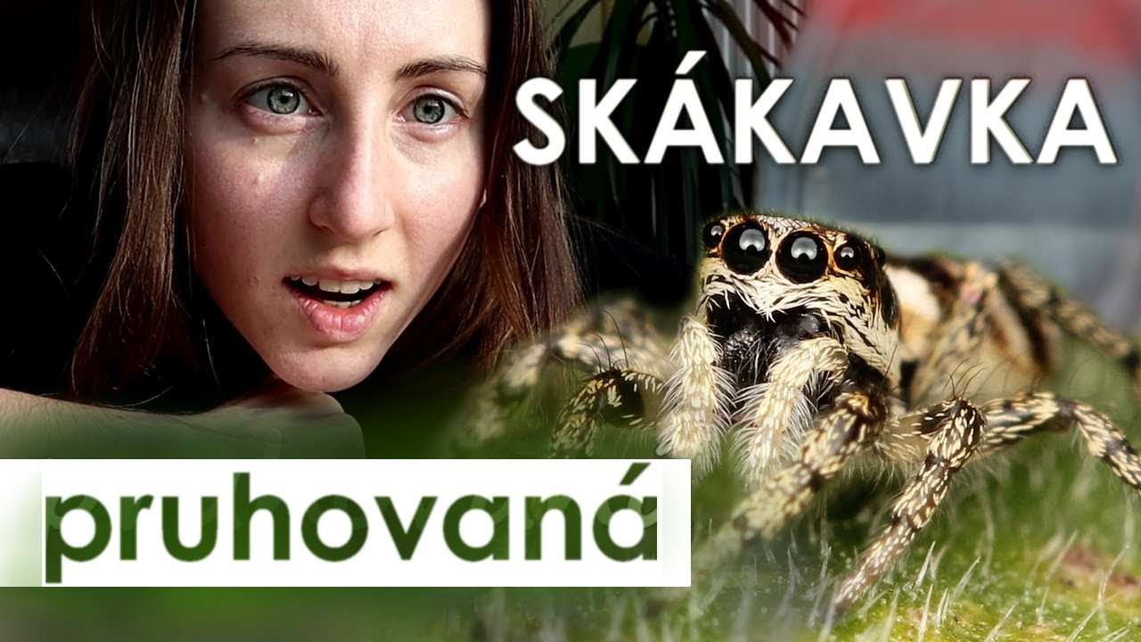 🔮 Bydlí i u Vás doma 👀 | Skákavka pruhovaná 🕷