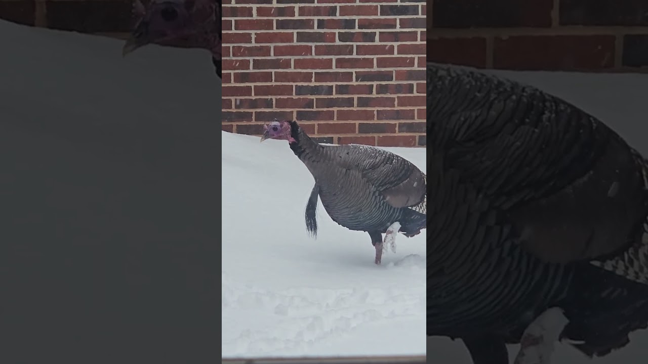 Turkey, Tom. In the snow.
