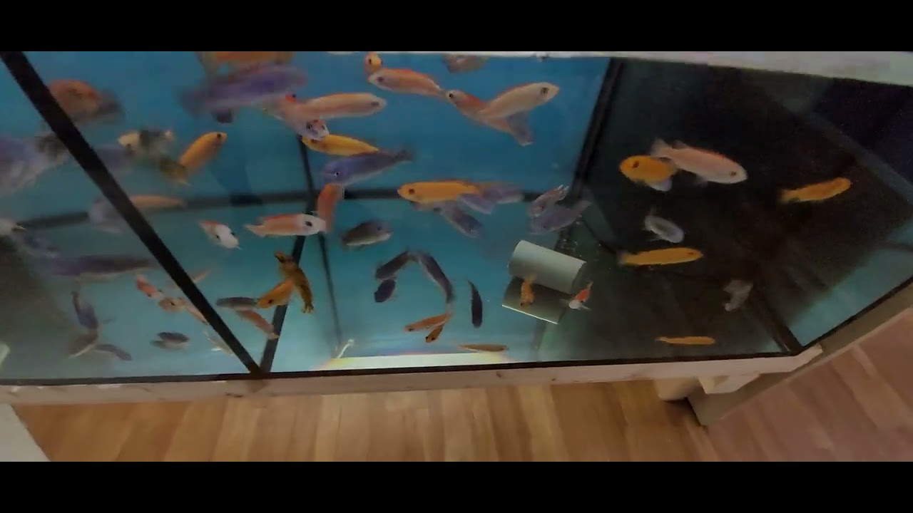 Labeotropheus trewavasae Tumbi West/MC/OB