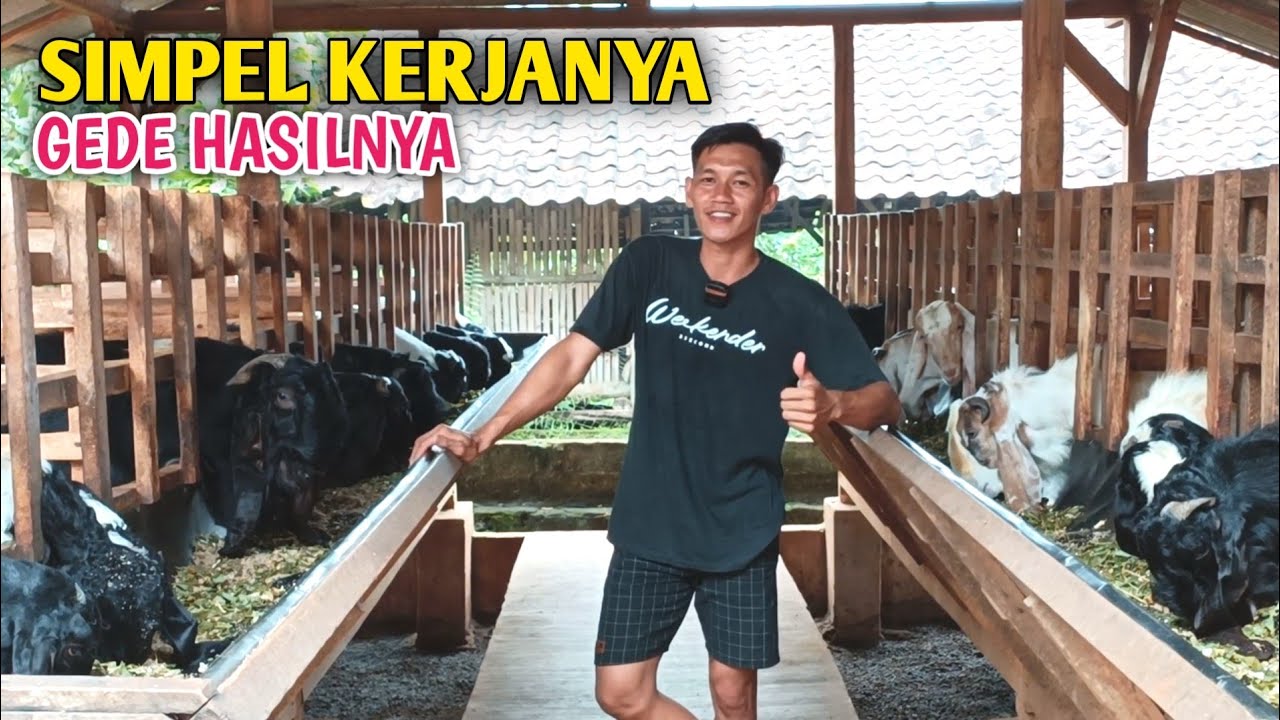 Taktikal Ternak Kambing Paling Praktis Sedunia, Perkembanganya Sangat Cepat