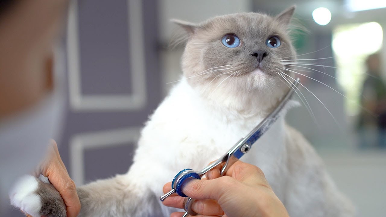 Одна из лучших кошек за мою 18-летнюю карьеру грумера!! 😻🛁✂️❤️