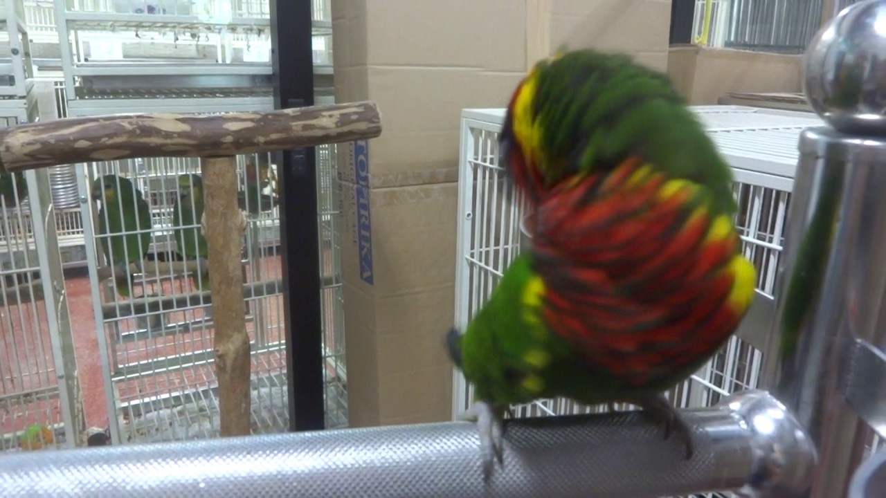20170709　えとぴりかＮＡＧＯＹＡ　コムラサキインコ　ズグロゴシキセイガイインコ