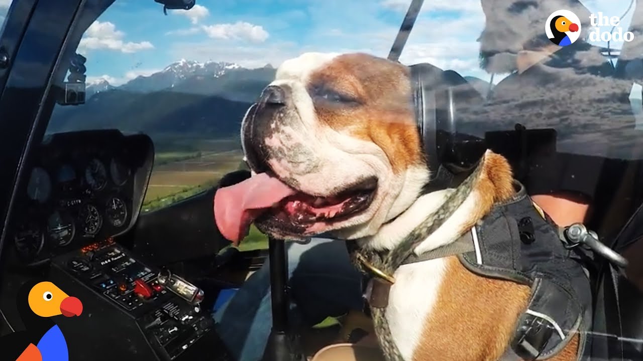 Bulldog Scared of Everything LOVES Helicopter Rides | The Dodo