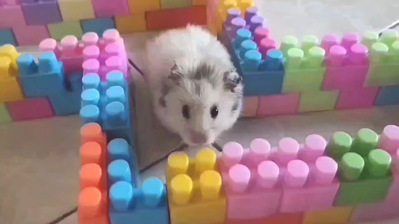 Fun hamster activities in everyday life 🐹#hamsters #pets #cute #animals #funny #funnyhamster
