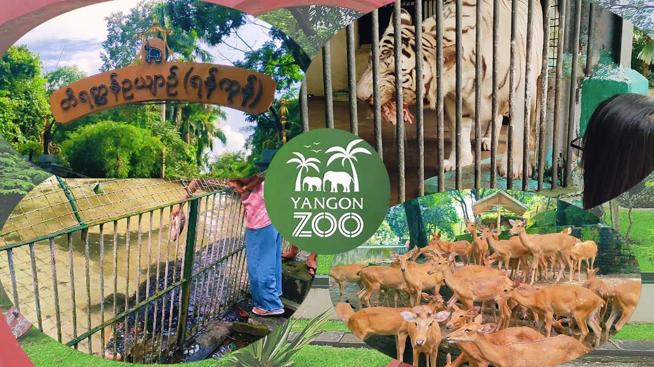 Holiday in Yangon 【Yangon Zoo】