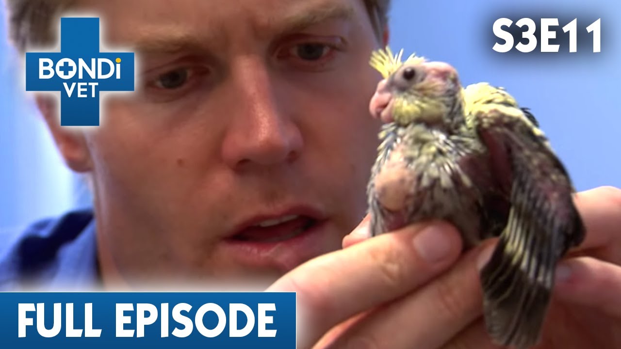 Family Accidentally Squashed a Cockatiel | Bondi Vet Season 3 Ep 11 | Bondi Vet Full Episodes