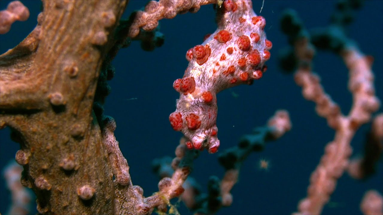 Raja Ampat - the beauty of Raja Ampat