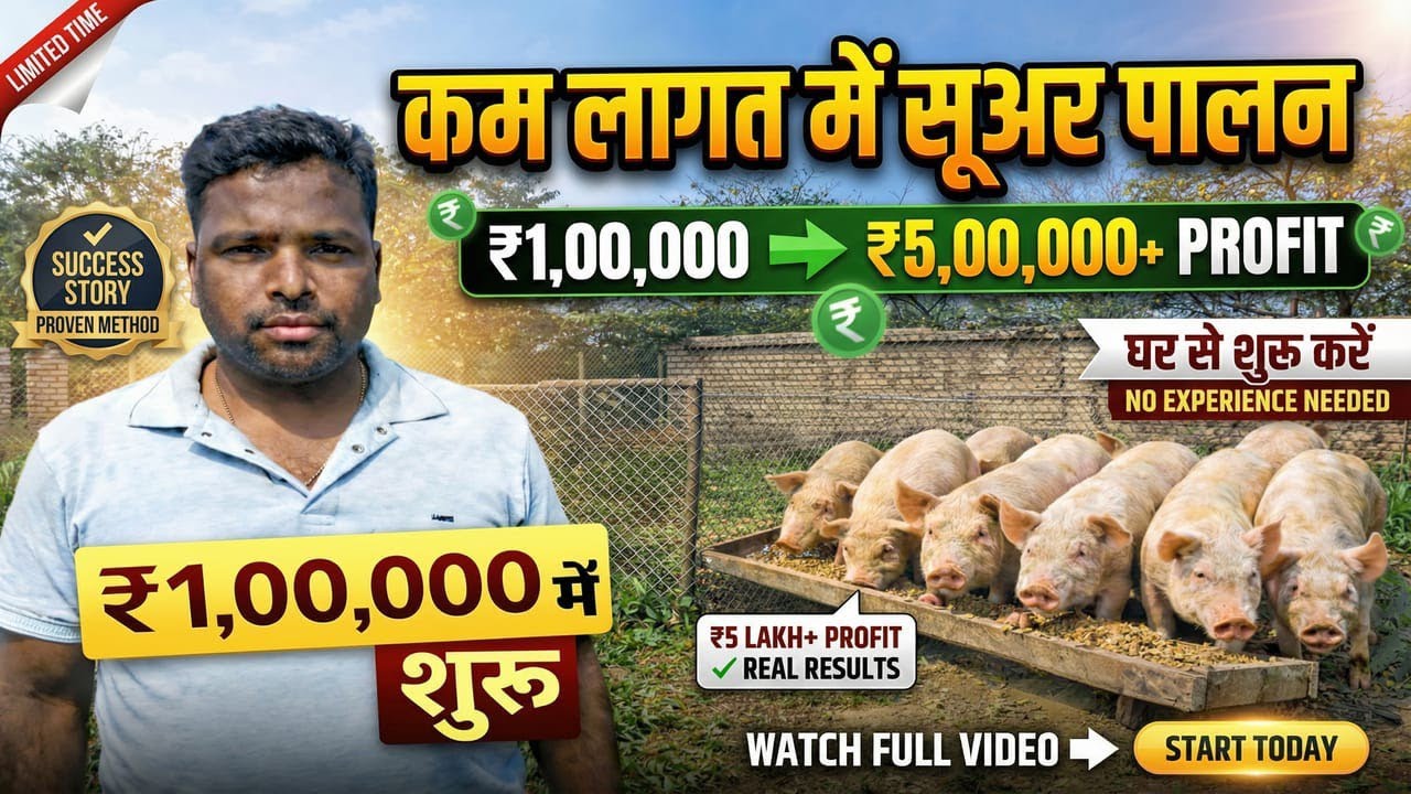 कम लागत में सूअर पालन शुरू करें ! Lohardaga pig farm #pigfarming
