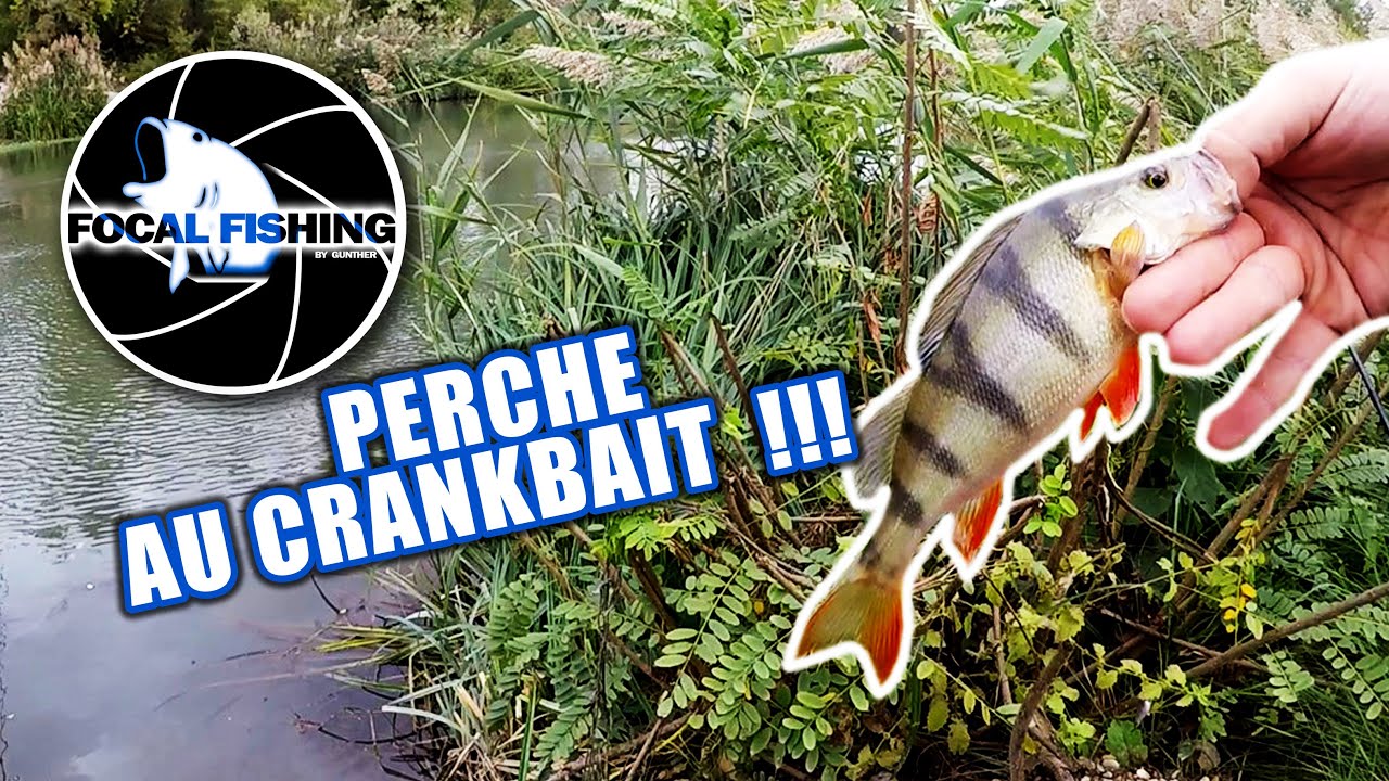 Pêche de la perche au crankbait