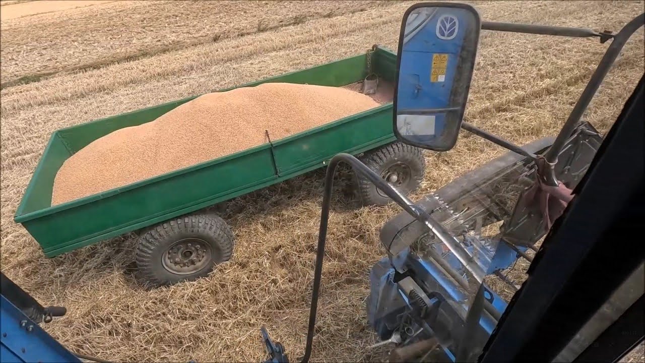 Kolejne Przyczepy Pszenicy Zjeżdżają z Pola/ Kosimy Owies/ Żuk w Akcji
