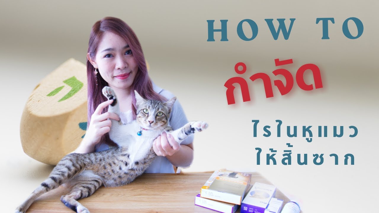 ไรในหูในแมว รักษายังไงให้ได้ผล