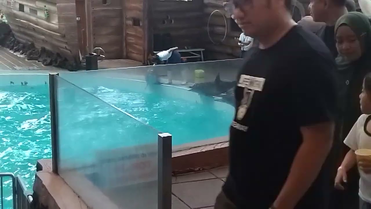 Pertunjukan Lumba-Lumba di Taman Safari Indonesia🐬🐬