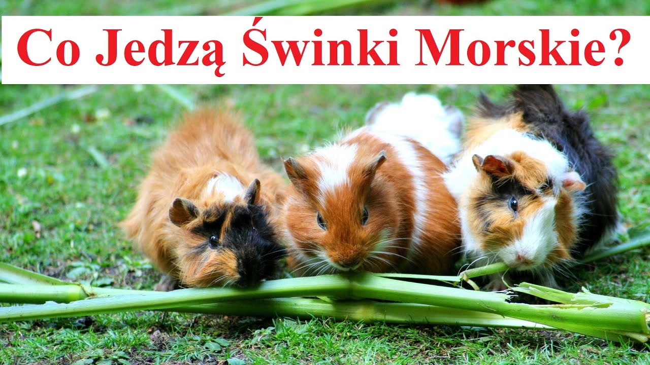 Co Jedzą Świnki Morskie