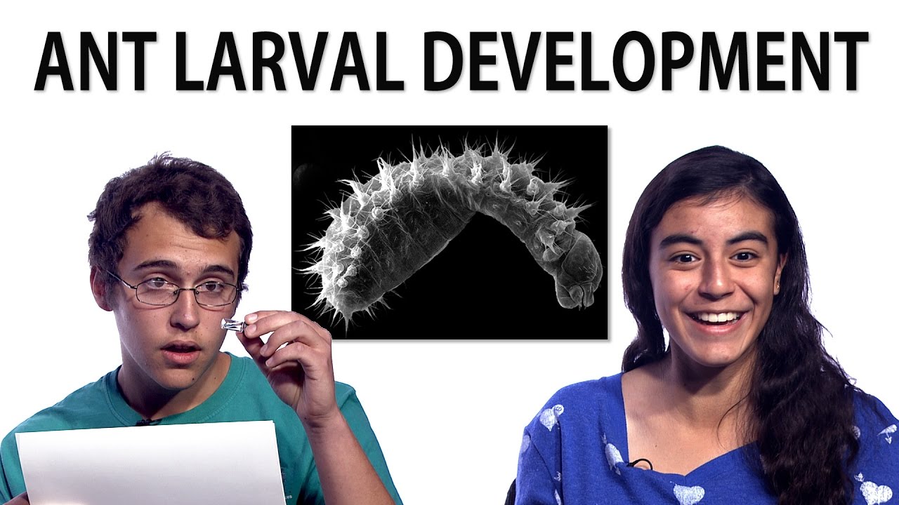 Teens & Scientist Talk Ant Larvae