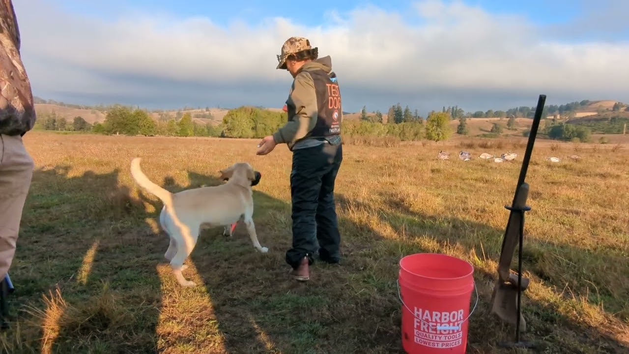 2022 Master National 1st Series Test Dog, Oregon