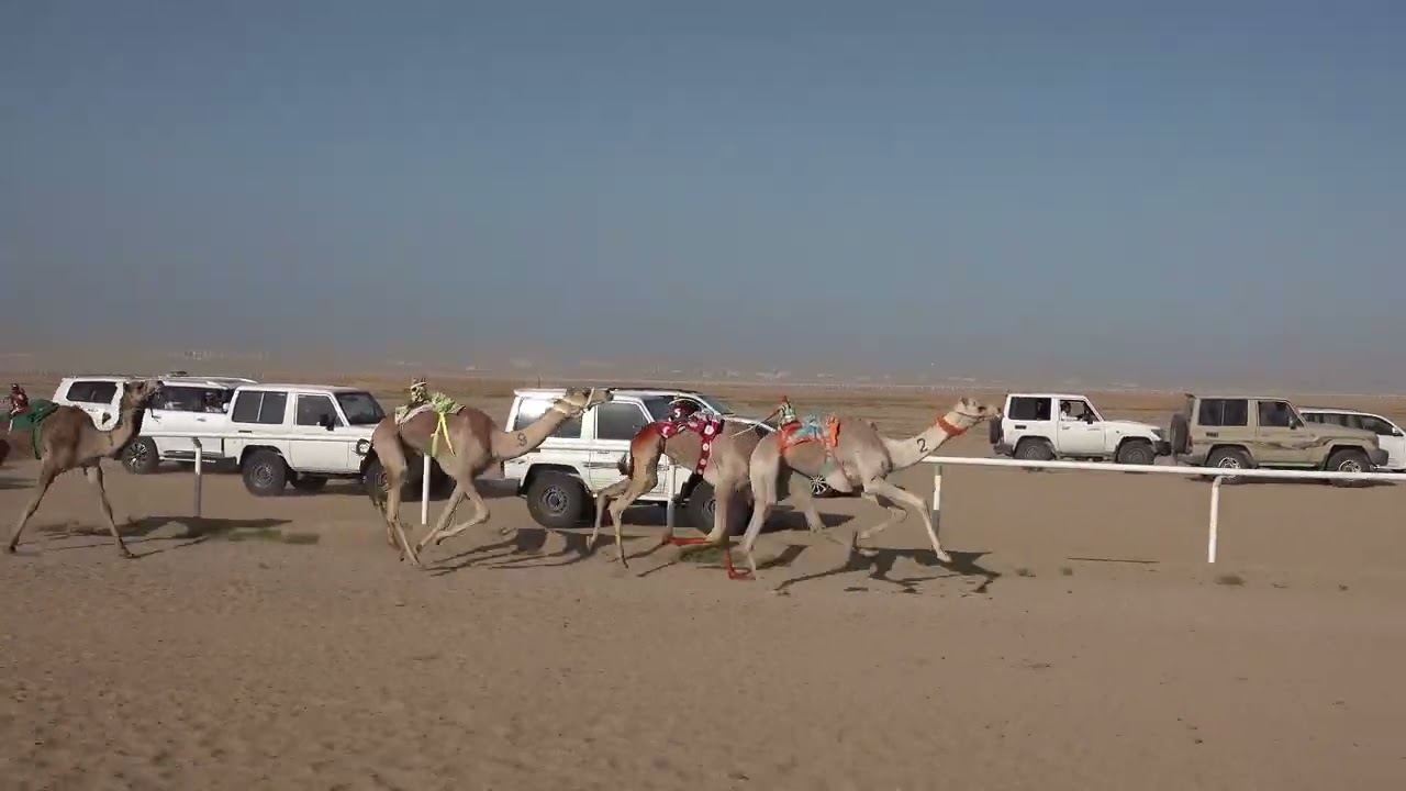 (السباق6 سباق الميادين) الشوط الثالث بكار حقايق 3كم(حمايه: فالح بن حمود البلوي)