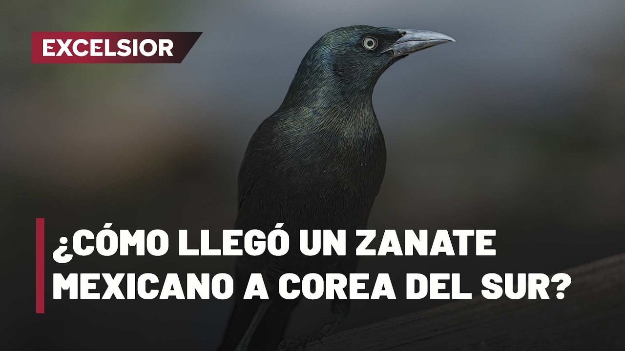 Un solitario zanate mexicano es avistado en Corea del Sur