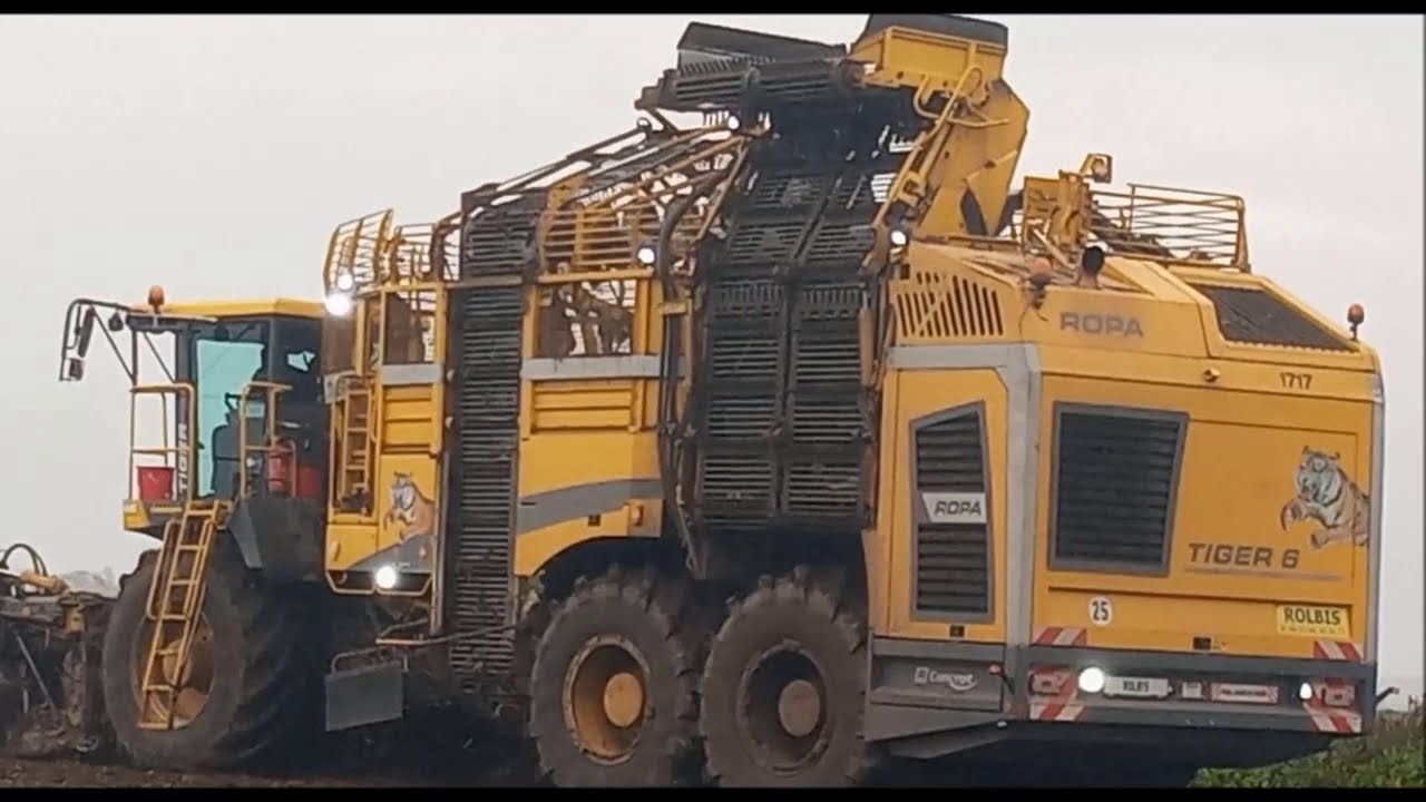 Mokre wykopki buraka cukrowego w RSP Janocin 2020