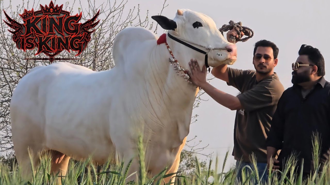 Farrukh Cattle Farm - Extremely Big Dangerous Fatehjangi - Bakra Eid 2026 - Alhumdulillah New Entry😍