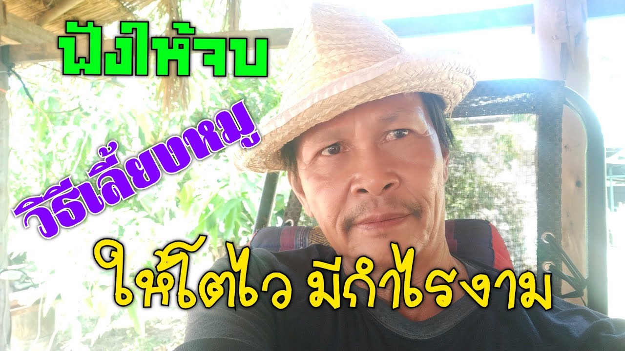 แนะนำวิธีการ เลี้ยงหมูให้โตเร็วและมีกำไรฟังให้จบแลัวคุณจะมีอาชีพที่มั่นคง
