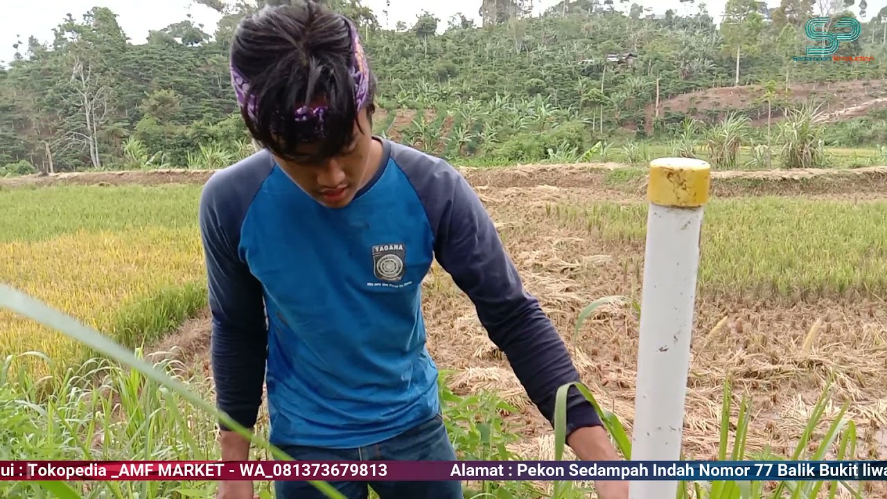 Pipa input 1