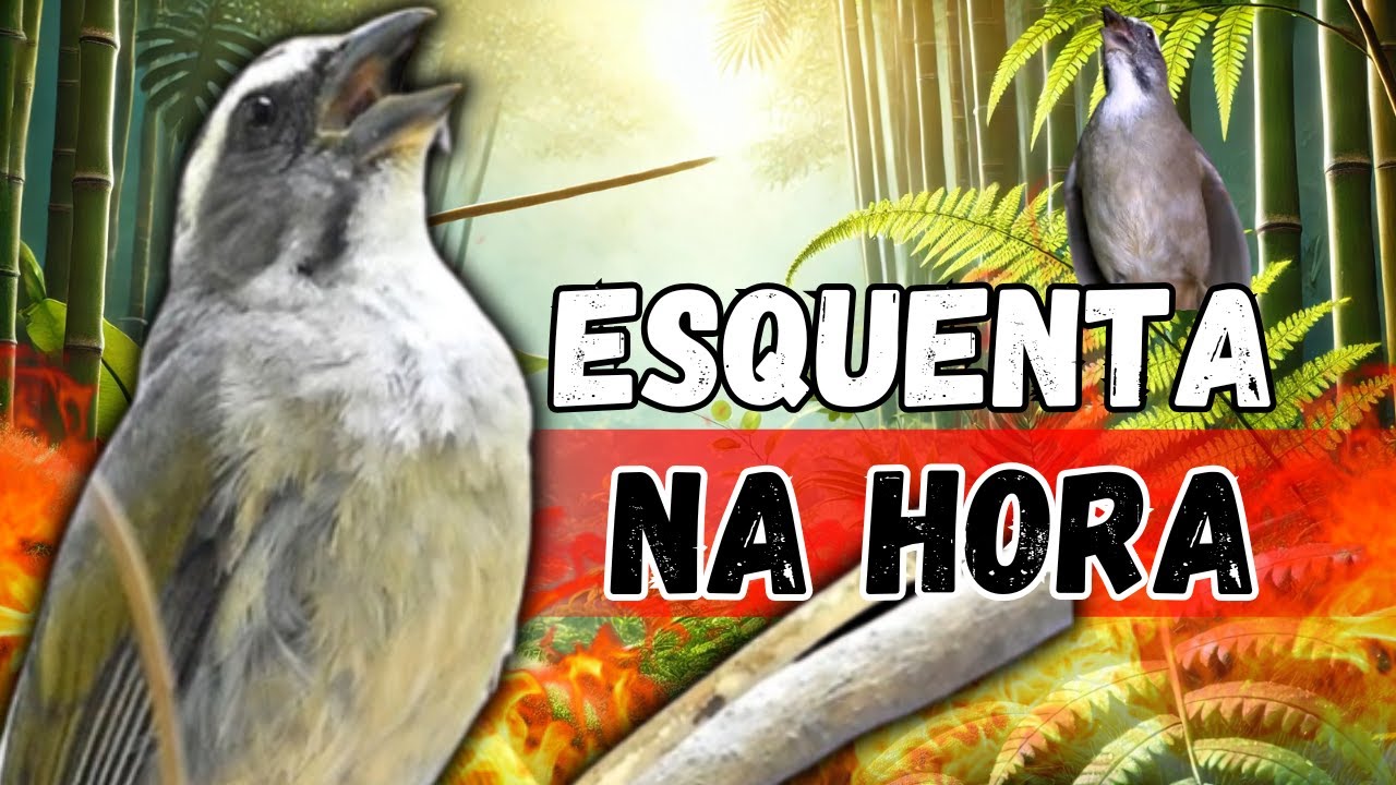 Melhor Esquentar Trinca ferro Frio Trinca-ferro Macheando com Trinca ferro cantando prara Esquentar