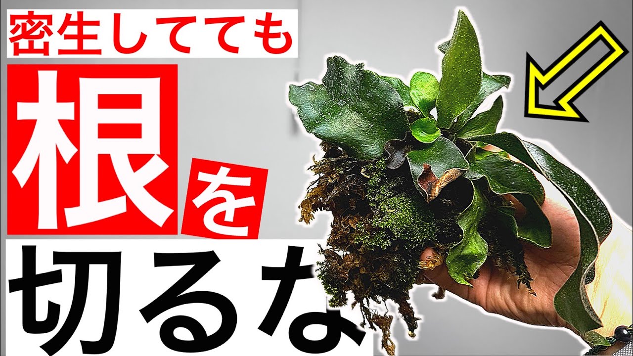 【失敗しない】コウモリランの板付方法を伝授します【ビカクシダ・観葉植物】