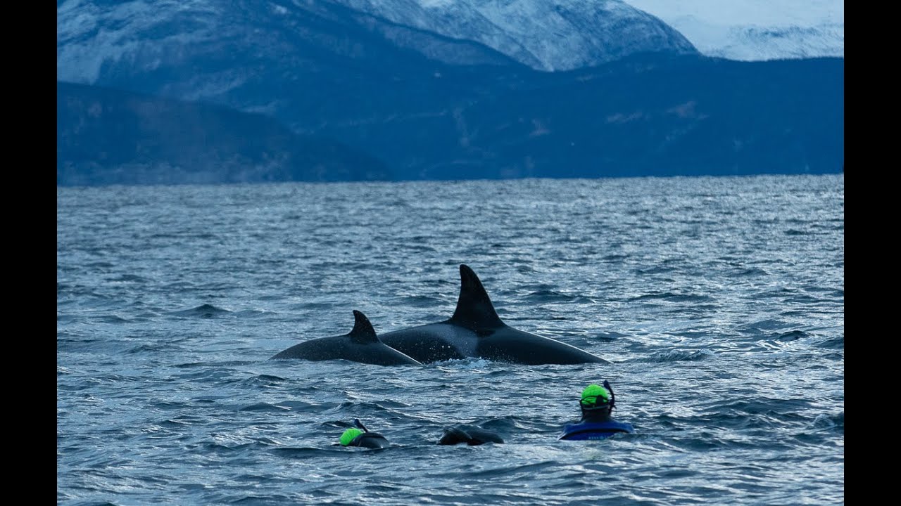 Snorkelen met orka's aftermovie 2024
