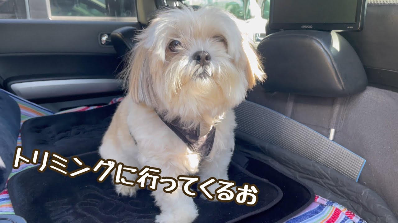 『マルシーズー』お久しぶりのトリミング