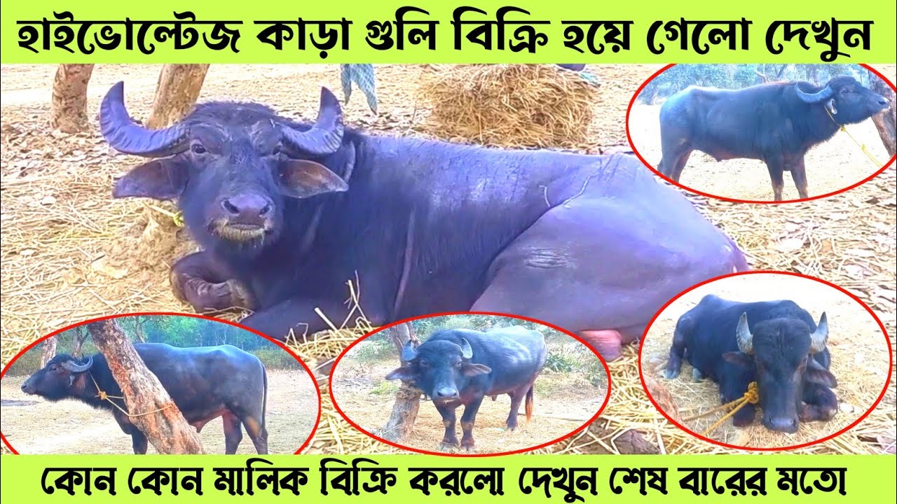 হাইভোল্টেজ কাড়া গুলি বিক্রি হয়ে গেলো💠কোন কোন মালিক বিক্রি করলো দেখুন শেষ বারের মতো || 