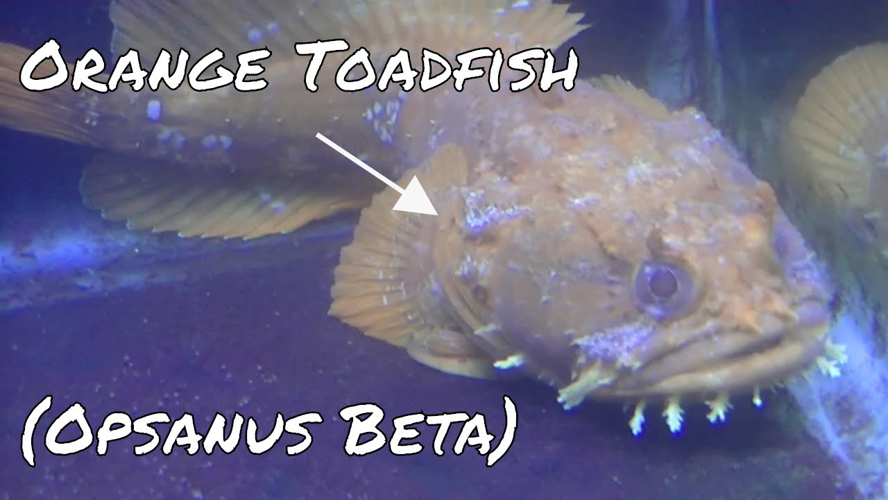Orange Toadfish (Opsanus Beta)