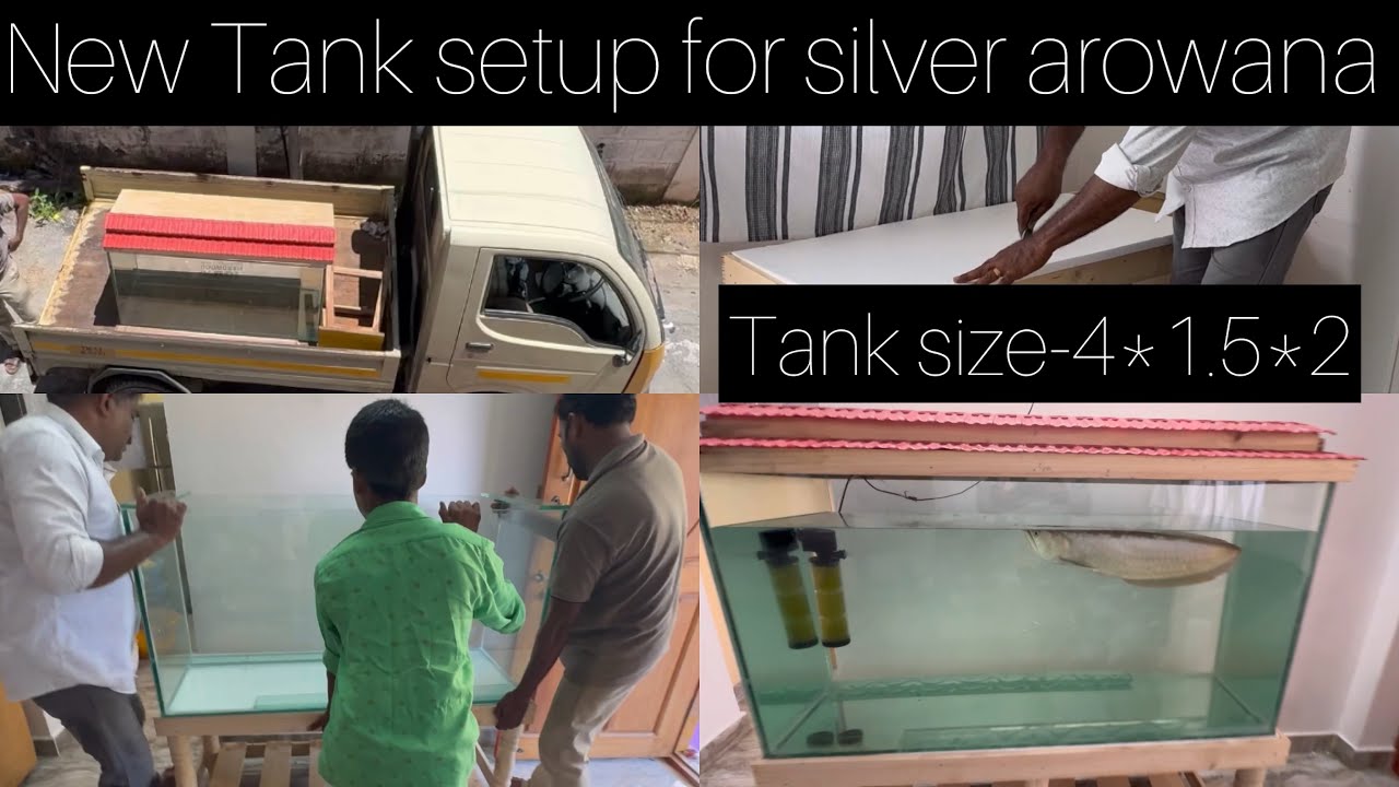 New tank setup for silver arowana | 4 feet 12mm glass tank | predator lover | tamil