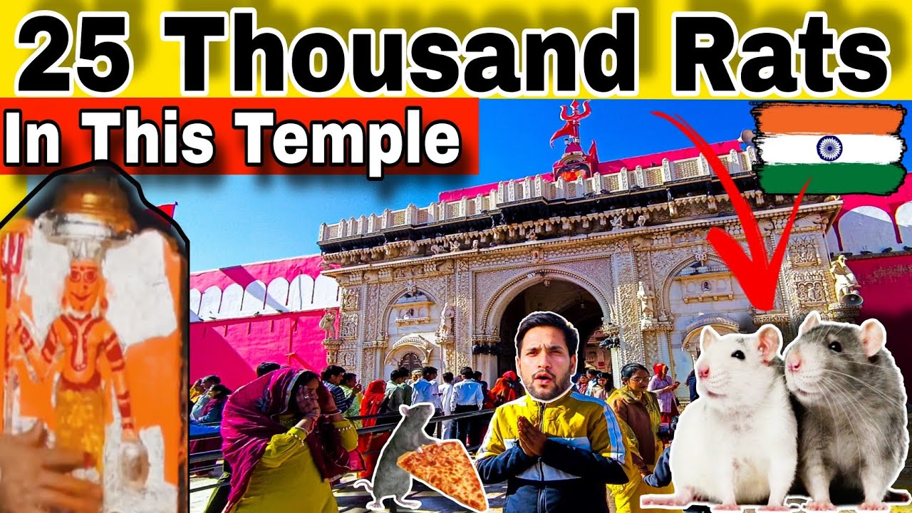करनी माता मंदिर | Karni Mata Temple | DeshNok Bikaner Rajasthan